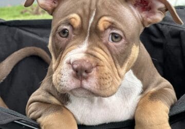 🐾 Adorable 11Week-Old American Bully Puppies for