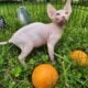 Canadian Sphynx odd eye