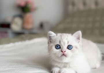 Wally: Male Scottish Straight kitten