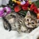 Kittens