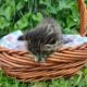 Stripey (dark tabby female)