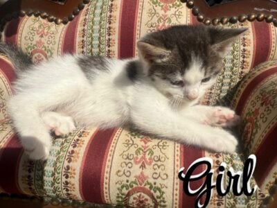 6 week old kittens