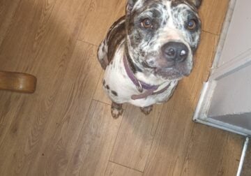 Merle female pitbull