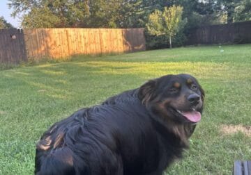 Mini Aussie