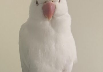 Indian Ringneck