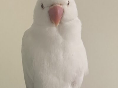 Indian Ringneck