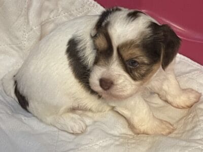 Biewer Terrier Male