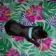 AKC Belgian Malinois Puppies