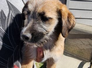Heeler Mix Puppies