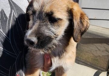 Heeler Mix Puppies