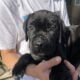 Nyx – Italian Mastiff