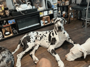 Great Dane