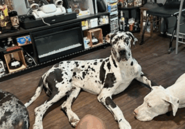 Great Dane