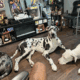 Great Dane