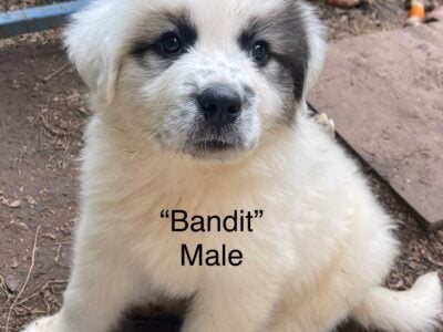 3/4 Pyrenees 1/4 Anatolian Shepherd Puppies
