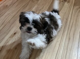 Shih Tzu