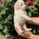 Beautiful goldendoodle puppies