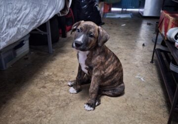 American pitbull and american bulldog puppies