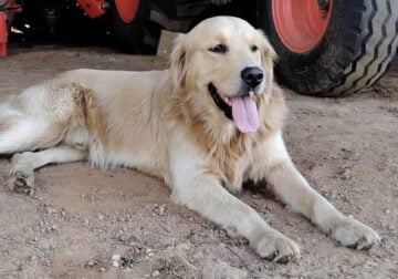 Male AKC Golden Retriever
