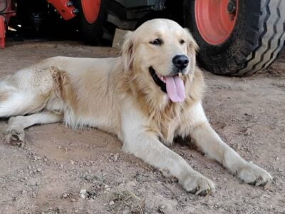 Male AKC Golden Retriever