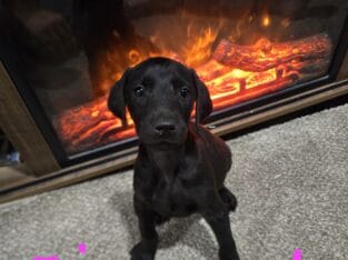 All Black doberman Females