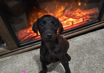 All Black doberman Females