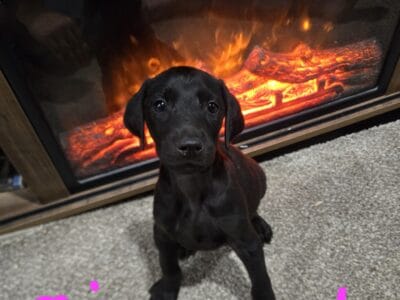 All Black doberman Females