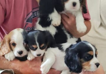 King Charles Caviler Puppies