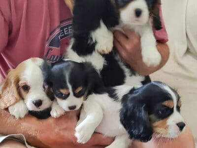 King Charles Caviler Puppies