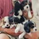 King Charles Caviler Puppies