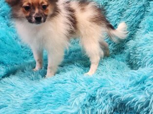 Pomeranian