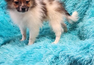Pomeranian