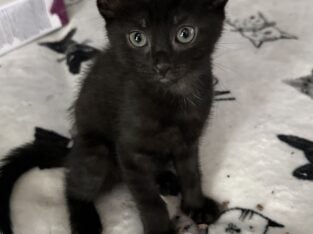 Kittens 9 weeks old