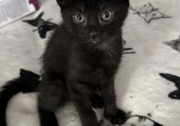 Kittens 9 weeks old