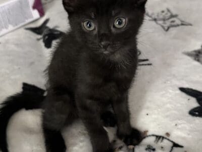 Kittens 9 weeks old