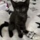 Kittens 9 weeks old
