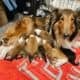 Rough Collie puppies