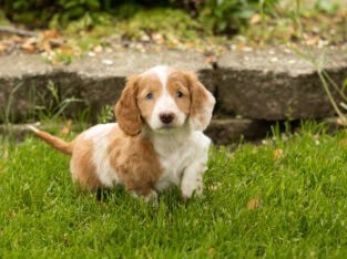 AKC Mini Dachshund female pup in Indiana (Sallie)