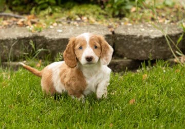AKC Mini Dachshund female pup in Indiana (Sallie)