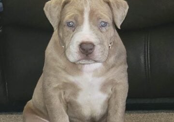 Sweet Miss Merle