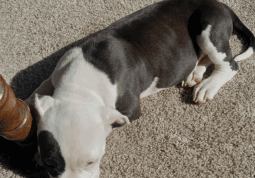 Female bully puppies