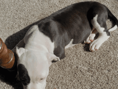 Female bully puppies