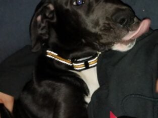 5 month great dane
