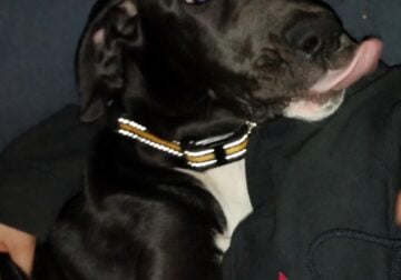5 month great dane