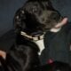 5 month great dane