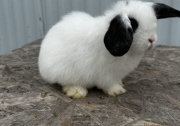 Holland Lops