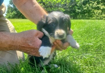 PB English Shepherd Puppies