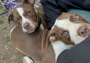 DONT BITE!! Selling jr and jeffy 400$ for both!