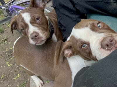 DONT BITE!! Selling jr and jeffy 400$ for both!