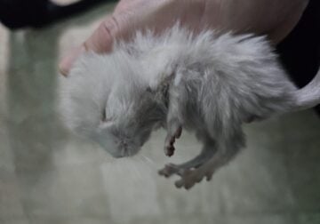 4 chinchillas